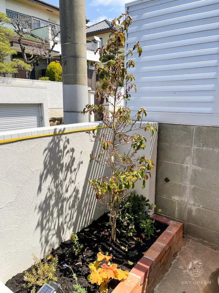 【常緑ヤマボウシ・レッドムーンをご購入/K様】