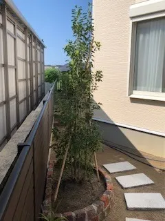 【ソヨゴ株立をご購入/S様】