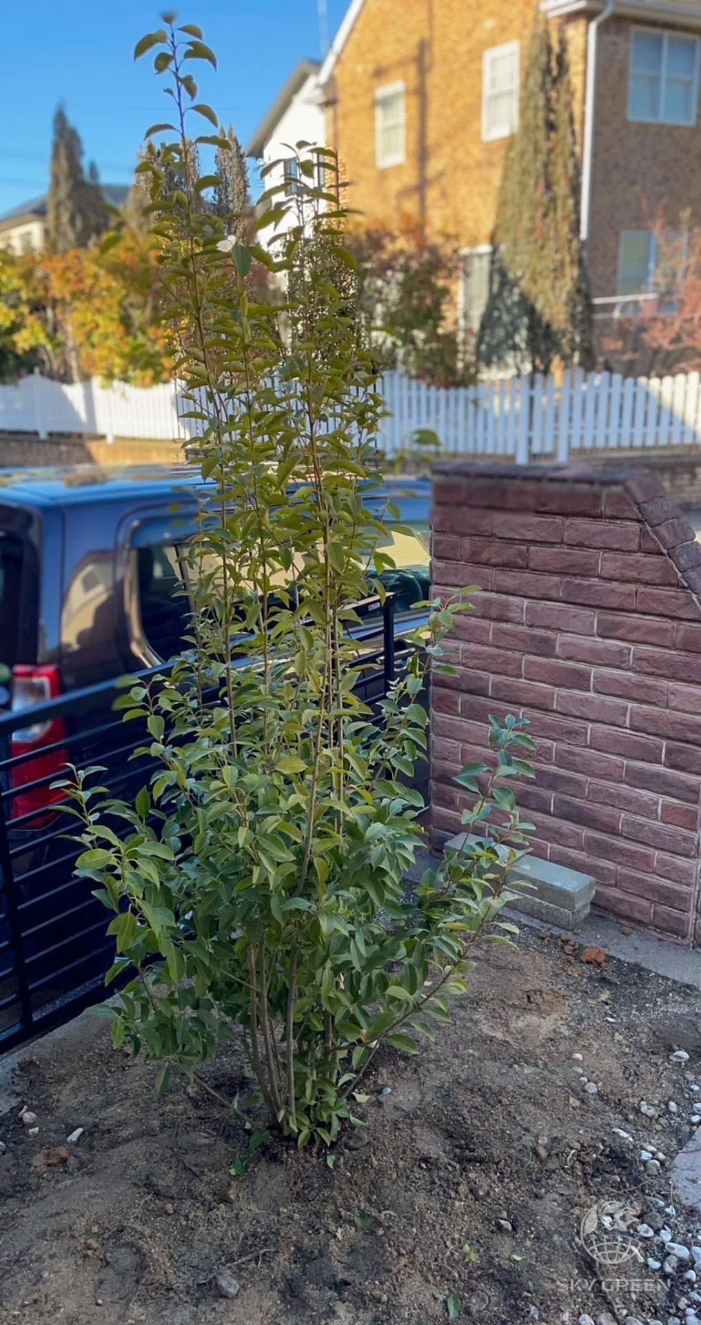 【ソヨゴ株立をご購入/N様】