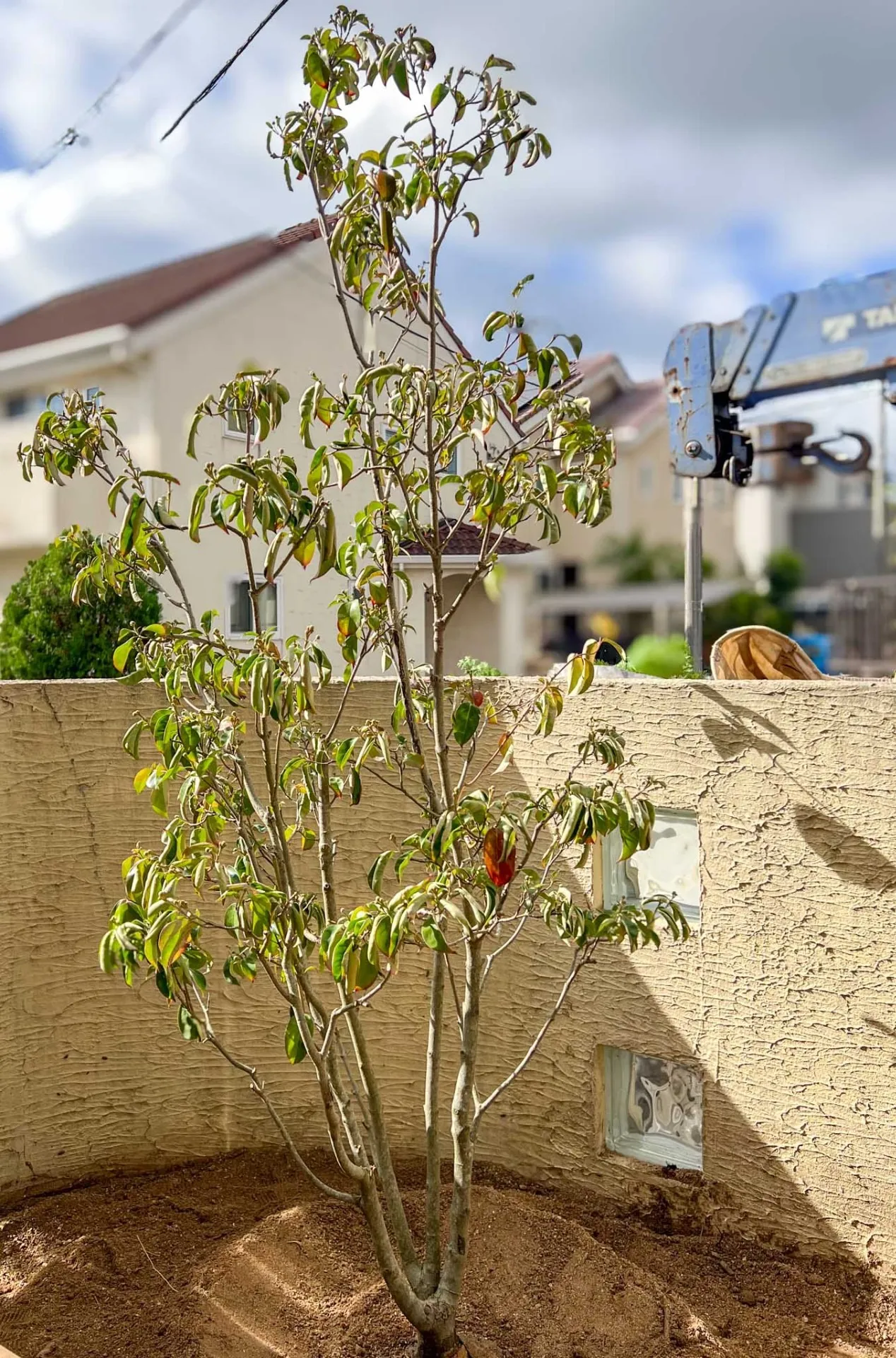 常緑ヤマボウシ株・レッドムーンをご購入と伐根工事、植栽工事をして頂きました/F様