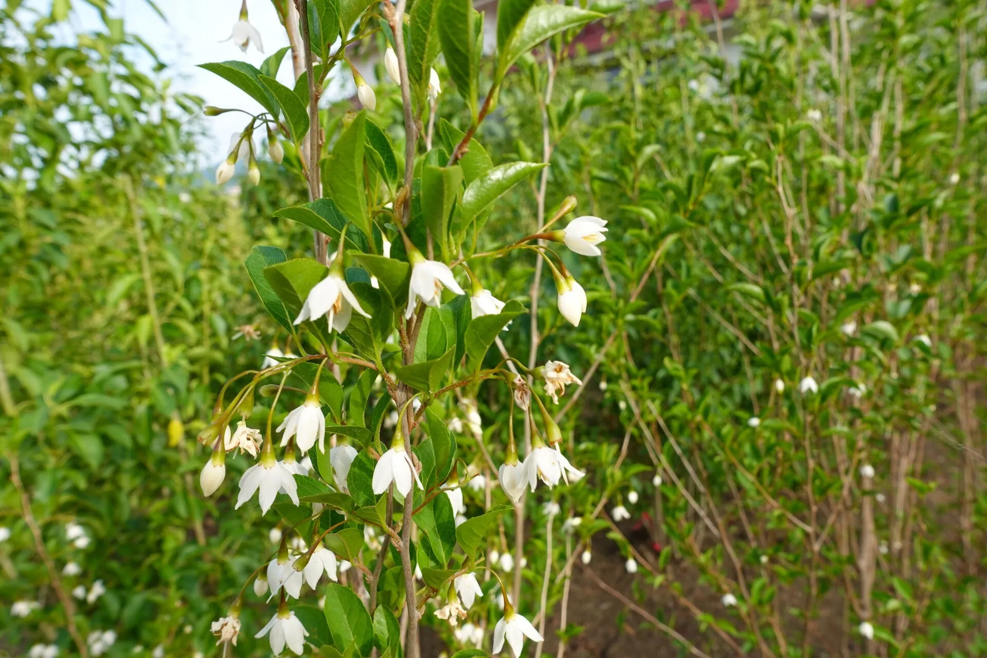 有限会社福岡緑化情報センター