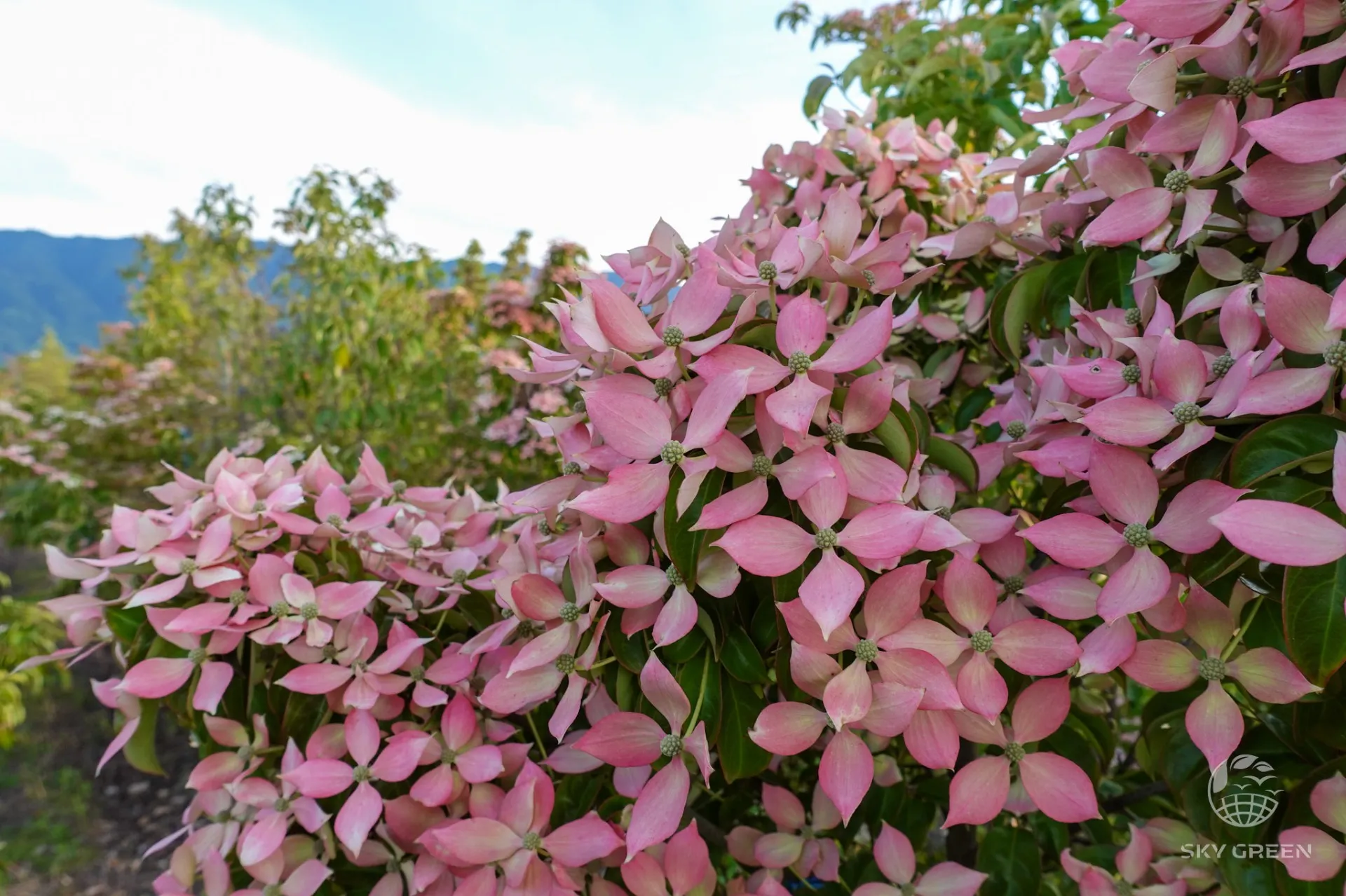 常緑ヤマボウシ・レッドムーンが入荷しました