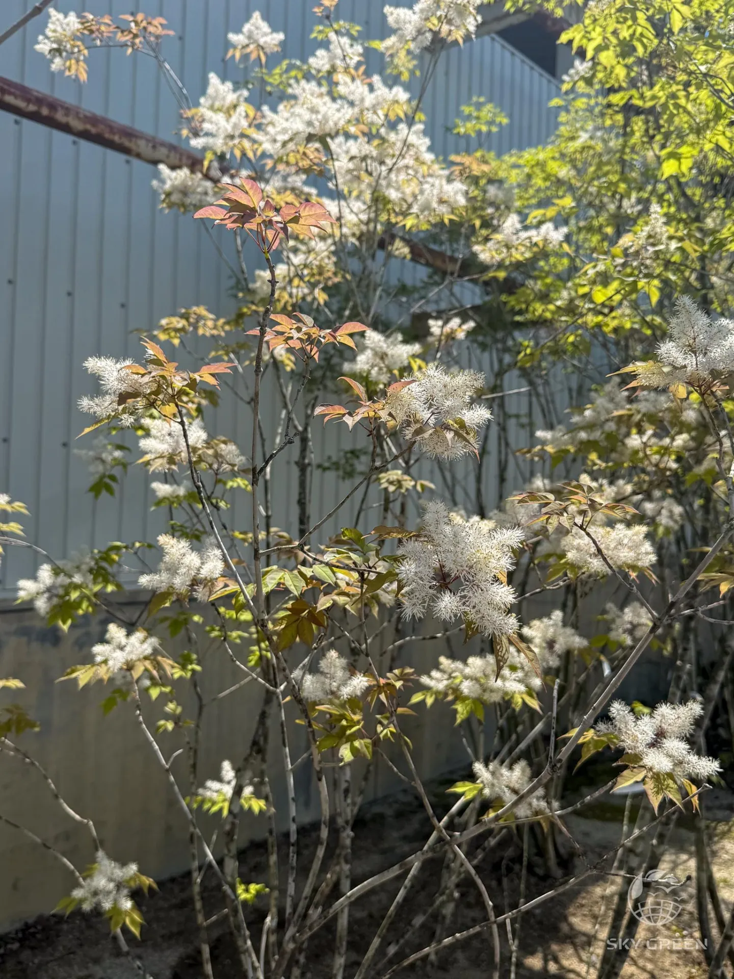アオダモの花が満開になり、鮮やかな光景を見せてくれています。