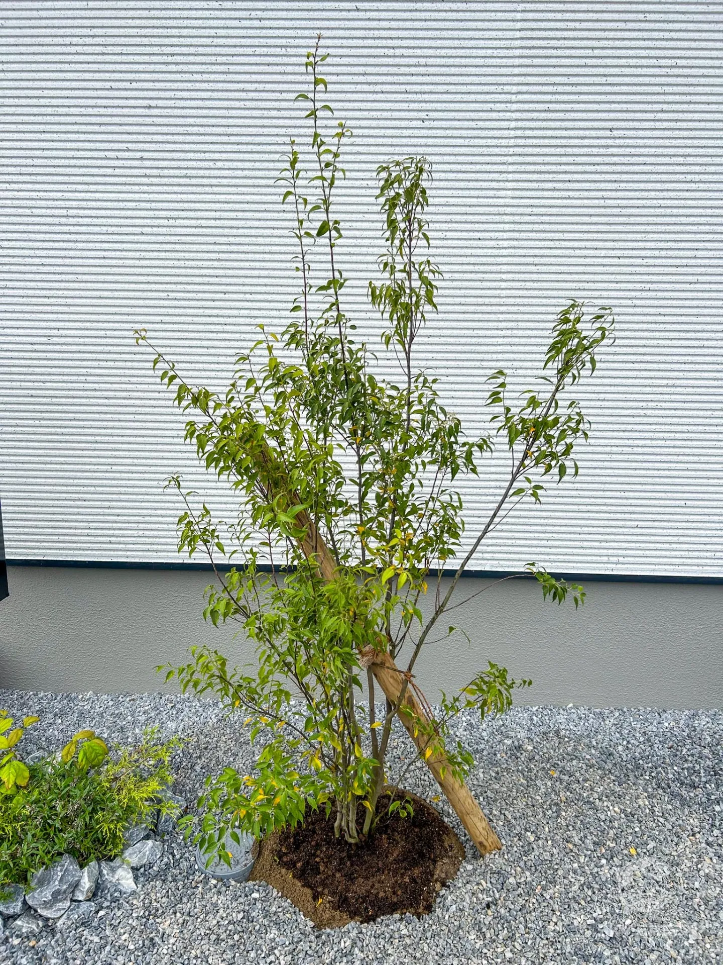 ハイノキの株立の植栽工事を実施しました。